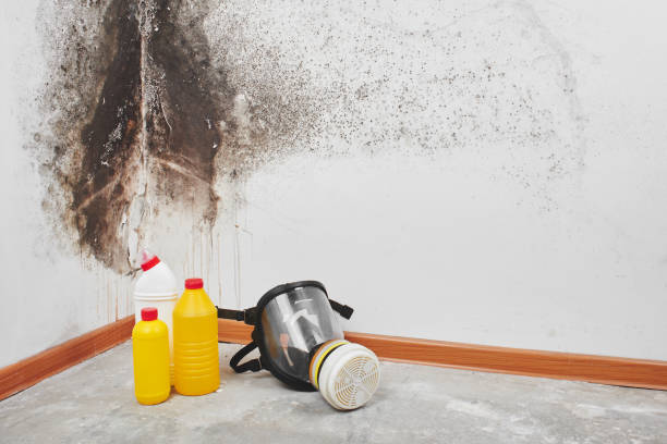 Professional Mold Removal in Weddington, NC